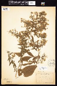 Symphyotrichum cordifolium image
