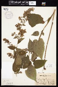 Symphyotrichum cordifolium image