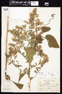 Symphyotrichum cordifolium image
