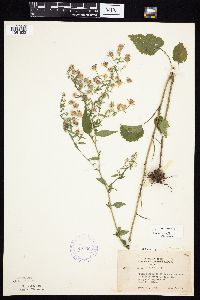Symphyotrichum cordifolium image