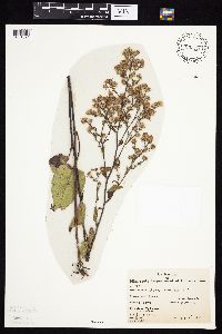 Symphyotrichum cordifolium image