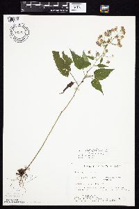 Symphyotrichum cordifolium image