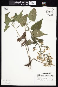 Symphyotrichum cordifolium image