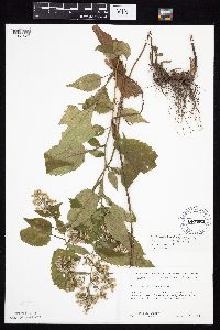 Symphyotrichum cordifolium image