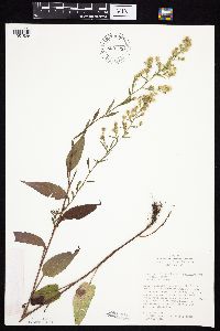 Symphyotrichum cordifolium image