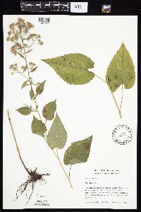 Symphyotrichum cordifolium image