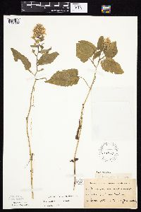 Symphyotrichum cordifolium image