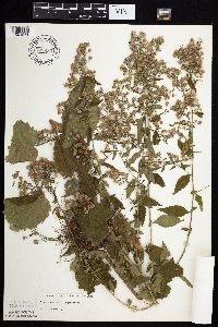 Symphyotrichum cordifolium image