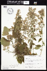 Symphyotrichum cordifolium image