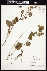 Symphyotrichum cordifolium image