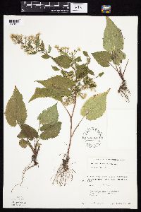 Symphyotrichum cordifolium image