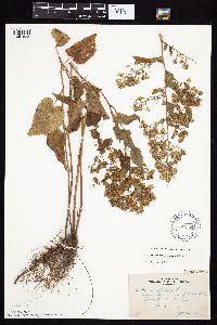 Symphyotrichum cordifolium image