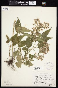 Symphyotrichum cordifolium image