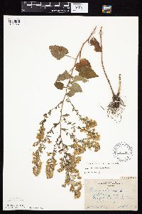 Symphyotrichum cordifolium image