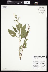 Symphyotrichum cordifolium image