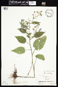 Symphyotrichum cordifolium image