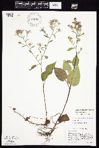 Symphyotrichum cordifolium image