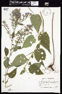 Symphyotrichum cordifolium image