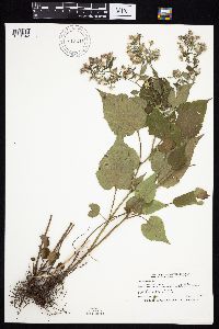 Symphyotrichum cordifolium image