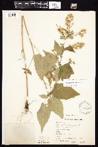 Symphyotrichum cordifolium image