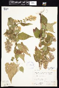 Symphyotrichum cordifolium image