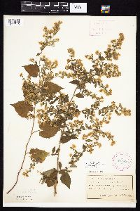 Symphyotrichum cordifolium image