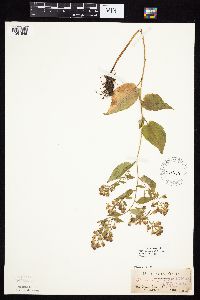 Symphyotrichum cordifolium image