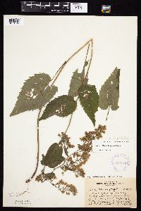 Symphyotrichum cordifolium image