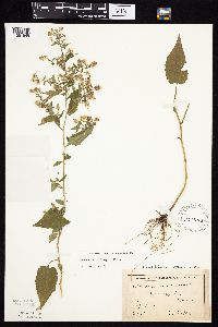 Symphyotrichum cordifolium image