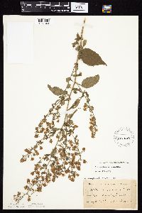 Symphyotrichum cordifolium image