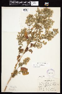 Symphyotrichum cordifolium image