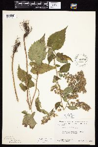 Symphyotrichum cordifolium image