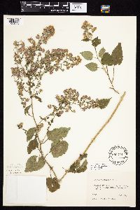 Symphyotrichum cordifolium image