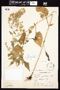 Symphyotrichum cordifolium image