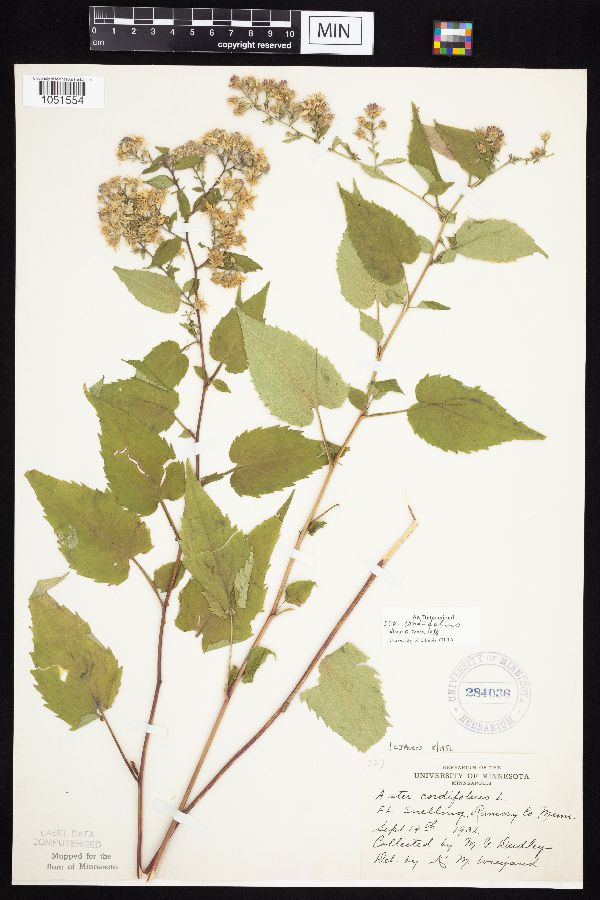 Symphyotrichum cordifolium image