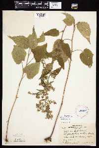 Symphyotrichum cordifolium image