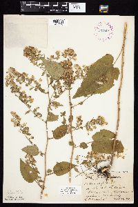 Symphyotrichum cordifolium image