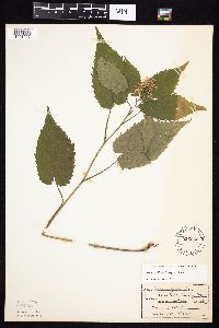 Symphyotrichum cordifolium image