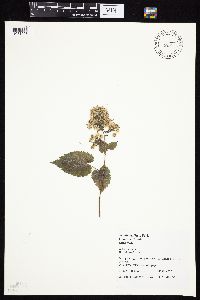Symphyotrichum cordifolium image