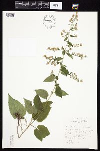 Symphyotrichum cordifolium image