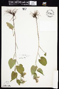 Symphyotrichum cordifolium image