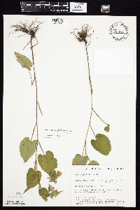 Symphyotrichum cordifolium image