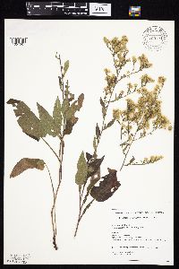 Symphyotrichum cordifolium image