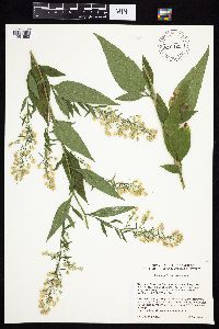 Symphyotrichum cordifolium image