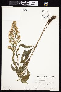 Symphyotrichum cordifolium image