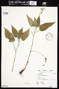 Symphyotrichum cordifolium image