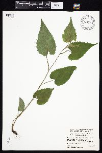 Symphyotrichum cordifolium image