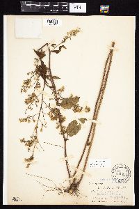 Symphyotrichum cordifolium image