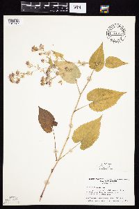 Symphyotrichum cordifolium image