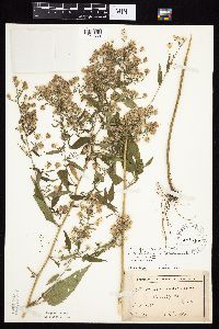 Media resource of Symphyotrichum cordifolium x drummondii